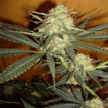 Семена конопли Galaxy Feminised